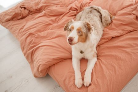 district 70 hondenkussen