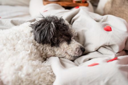 fantail honden kussen