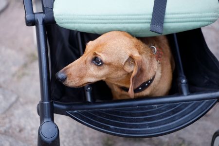 honden buggy ferplast