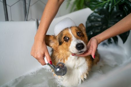 honden douche