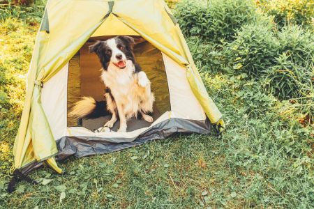 honden tent