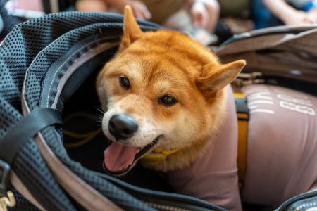 honden wandelwagen grote hond