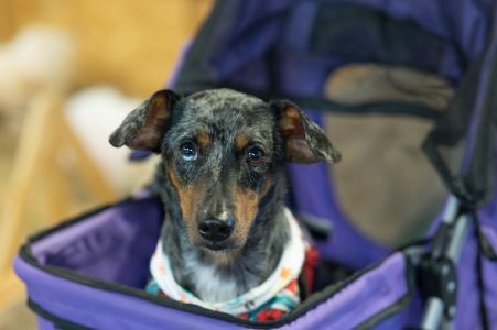 hondenbuggy grote hond hondenbuggy grote hond