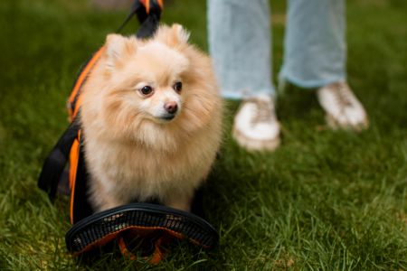 hondenriem oranje hondenriem oranje