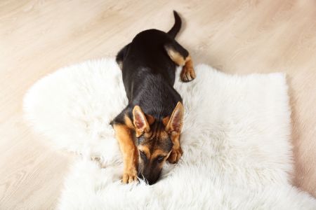 jack en vanilla hondenkussen jack en vanilla hondenkussen