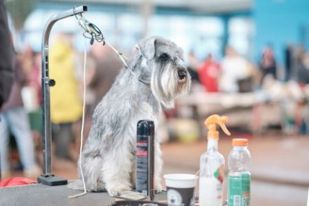 jean peau hondenparfum