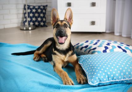 kussen hond fantail