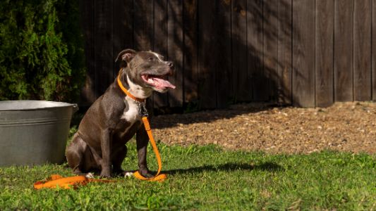 oranje honden riem oranje honden riem
