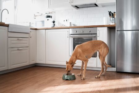 bellfor hondenbrokken