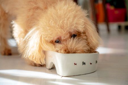 denkadog hondenbrokken denkadog hondenbrokken