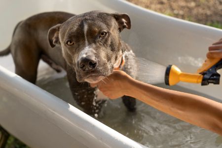 honden bad honden bad
