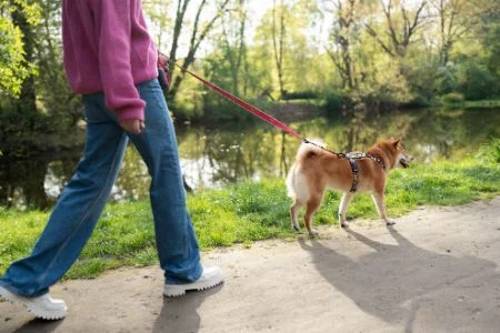 Alihoo Hundeleine, 8M Einziehbare Hundeleine, Walking Trainingsleine für Hunde mit einem Gewicht von bis zu 40kg (8M, Schwarz