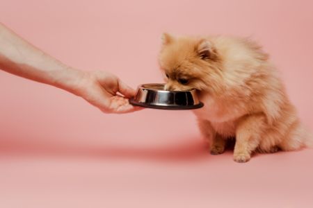 hondenvoeding ultima