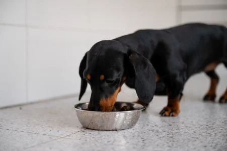 Super premium brokken voor honden met een gevoelige spijsvertering