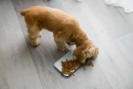 Is Vegan Hondenvoer Gezond? | Imby Pet Food