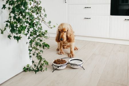 natural health hondenbrokken