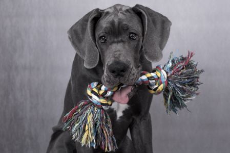 speelgoed hond hufterproof