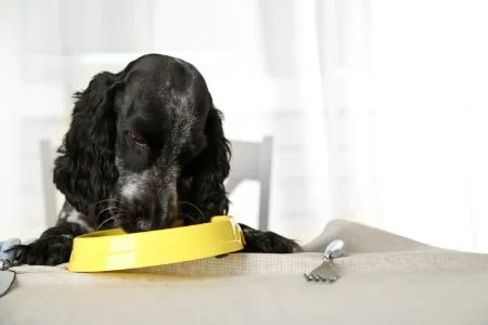 Terra Canis paard met aardpeer - Hypoallergeen natvoer, 12x400 g | Premium hondenvoer in 100% levensmiddelenkwaliteit van alle ingrediënten | Allergeenarm, graan- en glutenvrij