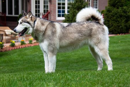 alaskan malamute karakter