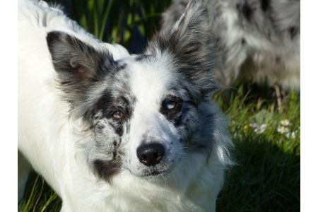 blue merle collie