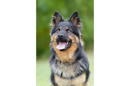 boheemse herder hond