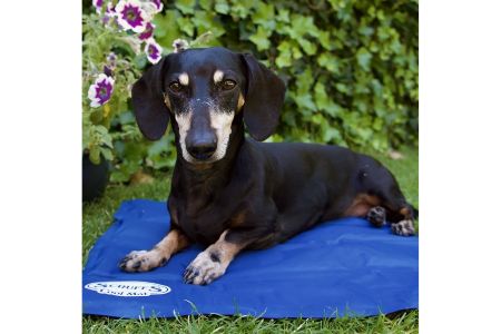 cranenbroek koelmat hond