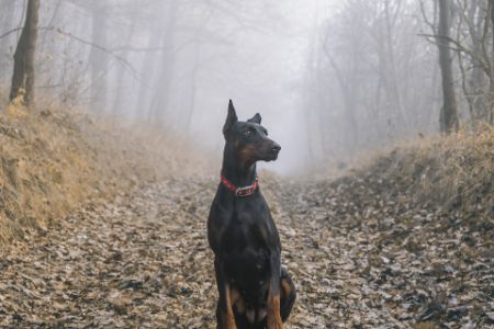 dobermann hond