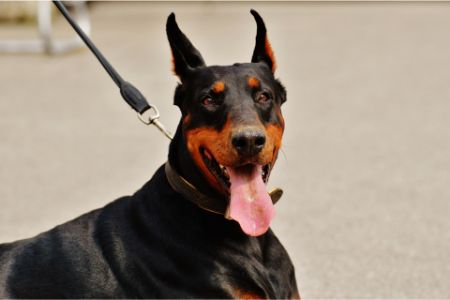 dobermann pinscher