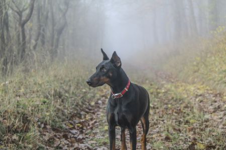 dobermann