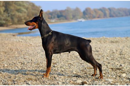 dobermanns