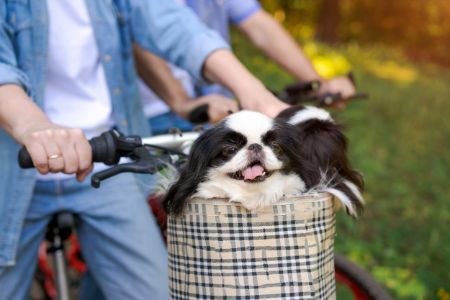 fietsmand hond voorop 10kg