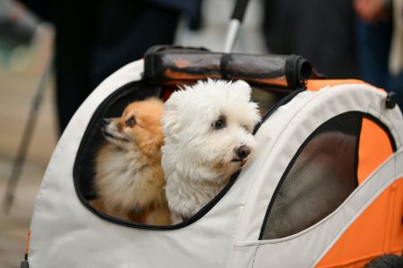 honden wandelwagen 15 kilo