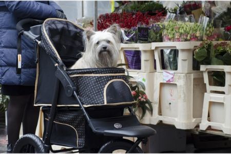 hondenbuggy 15 kilo hondenbuggy 15 kilo