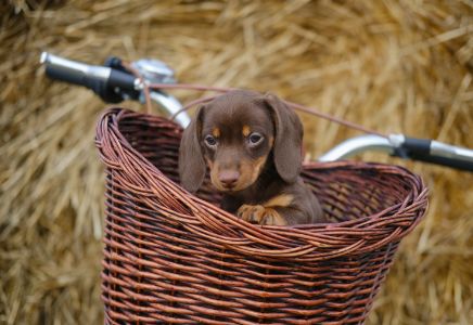 hondenfietsmand achterop 12 kg