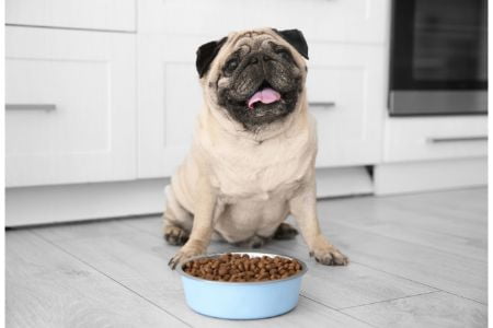 hondenvoer lankester