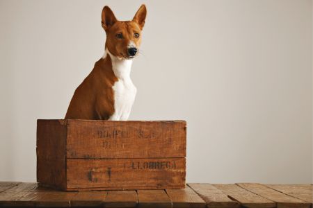 houten bench hond