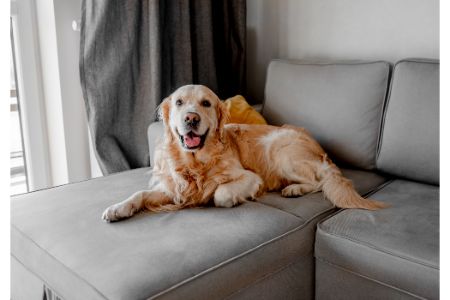 lederen hondenmand lederen hondenmand