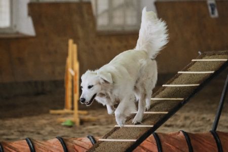 loopplank hond trixie loopplank hond trixie