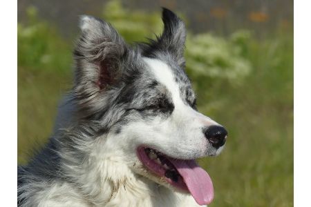 merle border collie merle border collie