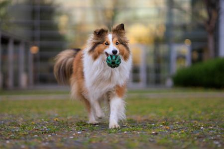 sheltie