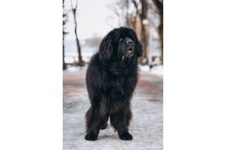 tibetaanse mastiff hond