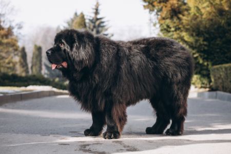 tibetaanse mastiff