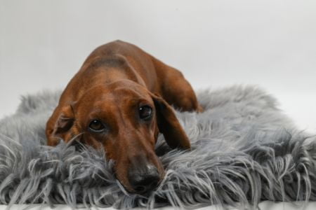 Big Bazar kussen hond