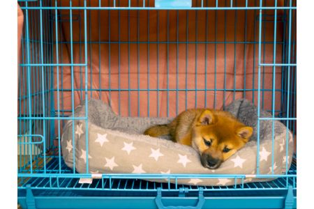 Hundos hondenbench Hundos hondenbench