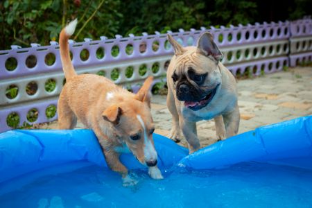 action honden zwembad action honden zwembad