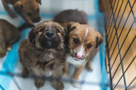 bench hond Cranenbroek