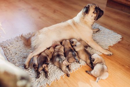 hoelang is een hond zwanger