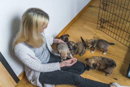 honden bench Intratuin