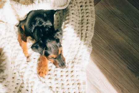 honden kussen Jumper