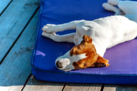 honden ligbed Welkoop